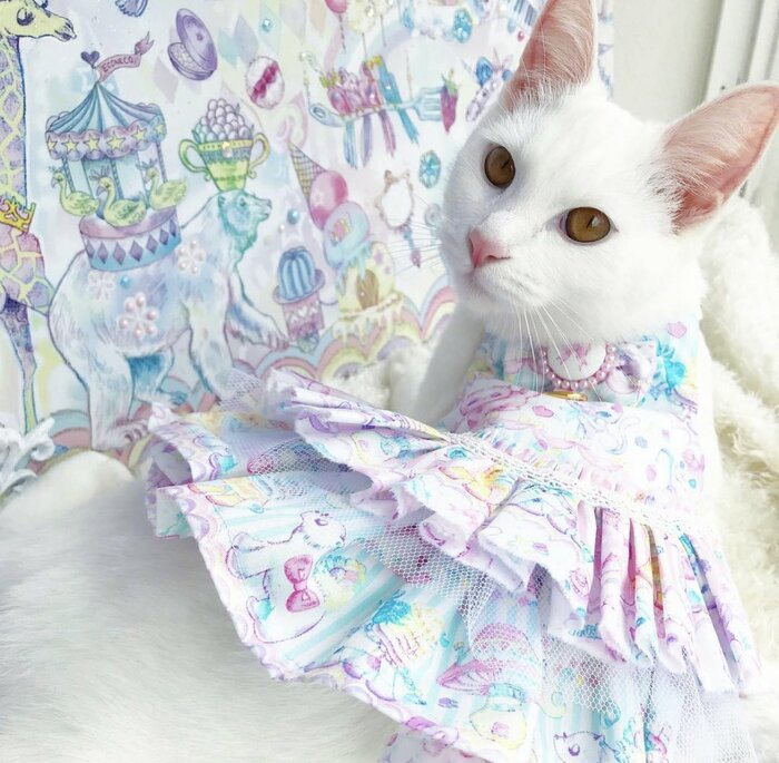 提供:絵子猫さん