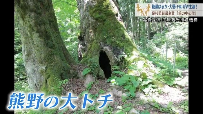 ロケ地になった広島・庄原市の「熊野の大トチ」