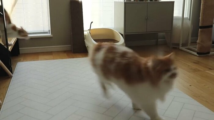 階段下からの様子 トップで駆け下りてくるぽてちくんと続くうなぎちゃん