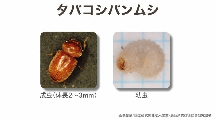 タバコシバンムシの成虫と幼虫