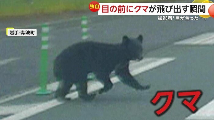 撮影者のほうを見るクマ(FNN投稿サイト「ビデオPost」)