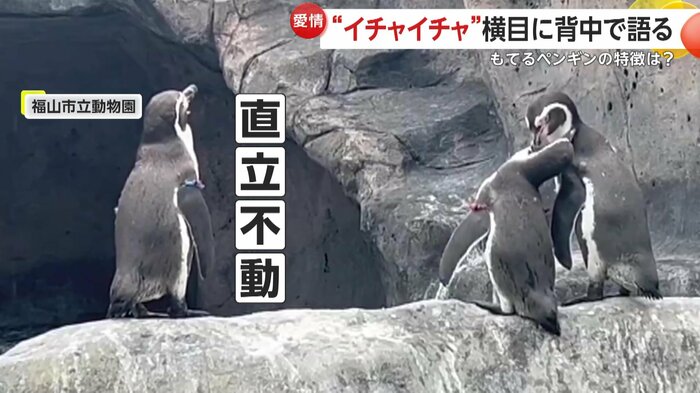 カップルの横で不自然に直立不動なペンギン(映像提供:福山市立動物園)