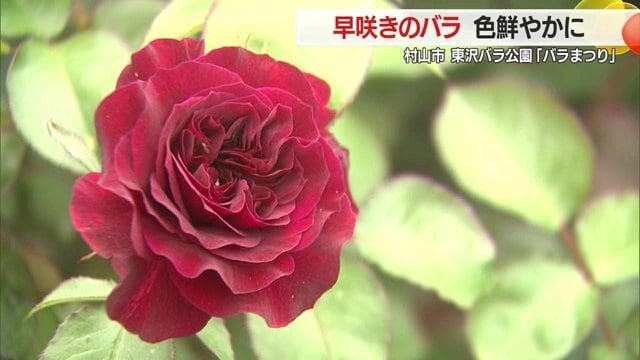 バラの種類により香りも違い、それぞれに楽しめる