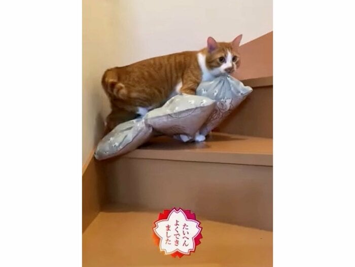 提供:赤瀬川和寿さん
