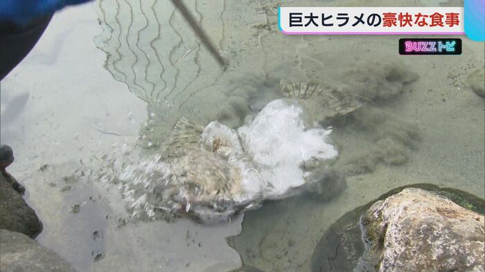 勢いよく捕食!