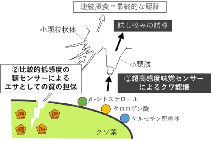 カイコの2段階認証システム