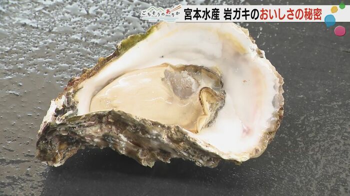大ぶりの岩ガキ