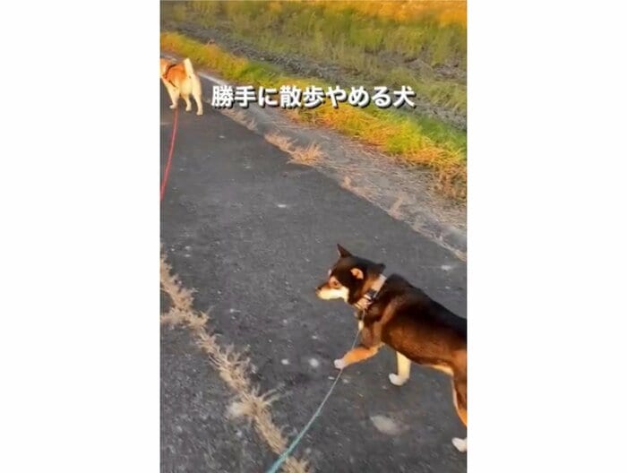 提供:柴犬むさしとこじろうさん