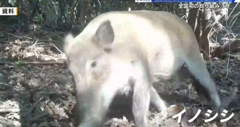 全国初の組織「テゴス」発足１年　イノシシやシカなどの被害防止　他県からも注目のプロ集団　広島｜FNNプライムオンライン
