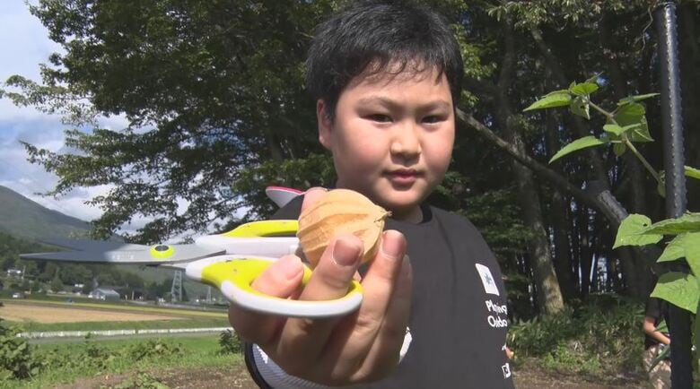 濃厚な甘酸っぱさ　「食用ホオズキ」を小学生が収穫　豊作で出来は上々　道の駅で採れたてを販売「地域の特産に」　長野・富士見町｜FNNプライムオンライン
