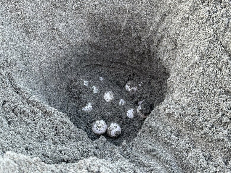 愛知・豊橋の表浜海岸　今シーズン初のアカウミガメの上陸、産卵を確認
