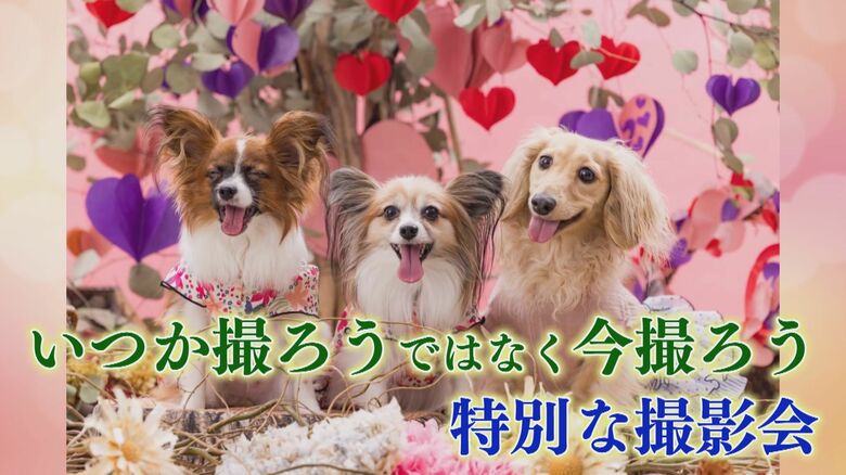 “最高”の瞬間を切りとる人気のペットカメラマン  特別撮影会に希望者が殺到  最後の姿も美しく 【福岡発】｜FNNプライムオンライン