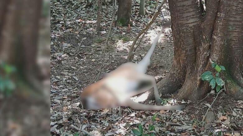 “頭”が落ちていて発覚…山中で違法にシカを“密猟”かベトナム国籍の男逮捕 販売目的で無許可で解体の疑いも｜FNNプライムオンライン
