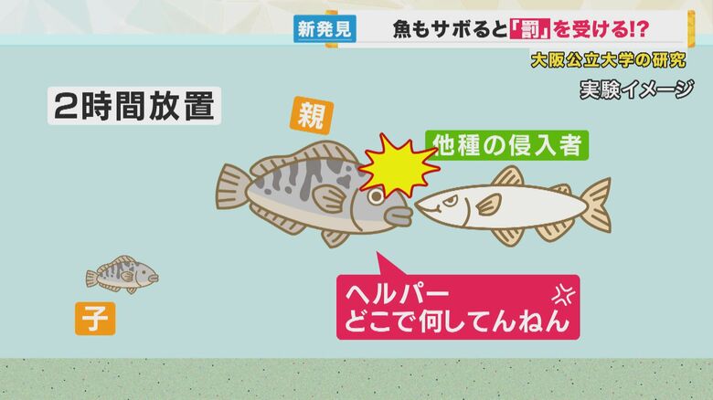 魚もサボると『罰を受ける』　ユニークな研究の結果が明らかに　怒られると「行動の変化」も　大阪公立大学｜FNNプライムオンライン