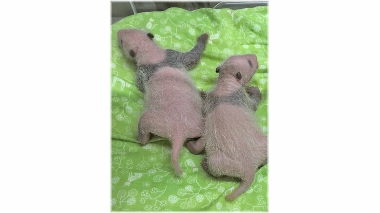 【速報】上野動物園のジャイアントパンダの双子の赤ちゃんの性別はオスとメスと判明｜FNNプライムオンライン
