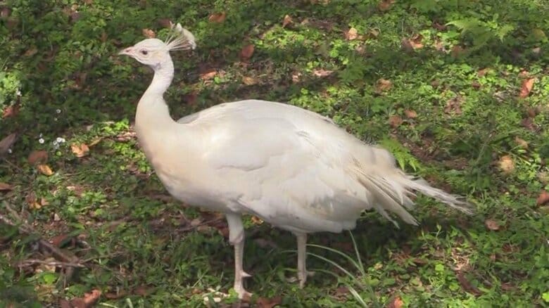一体どこからやってきたのか…珍しい『シロクジャク』が突然 三重県に 飼育されていて逃げた可能性も｜FNNプライムオンライン