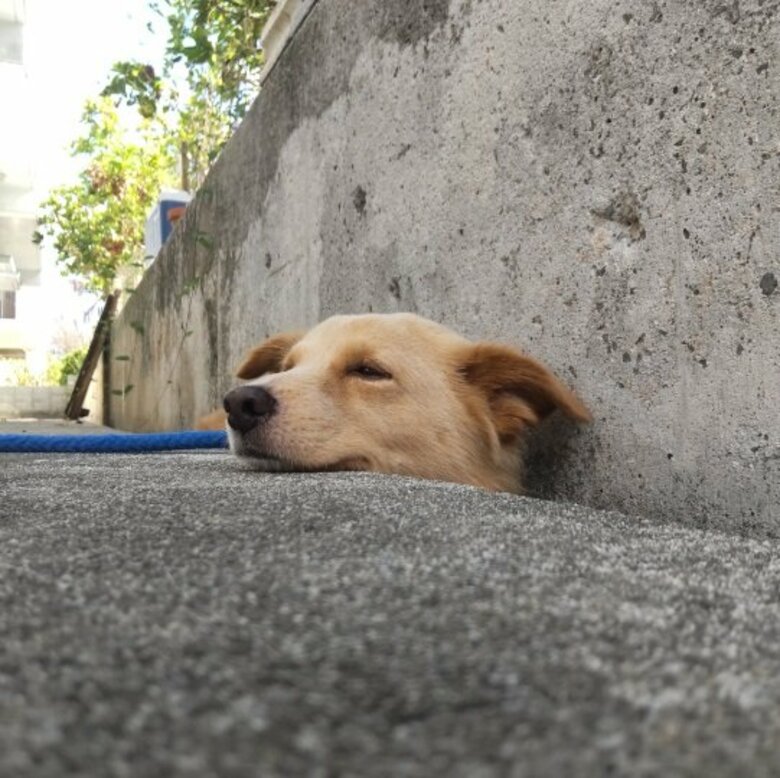 看板犬が地面からニョキッ？側溝にすっぽりハマる「側溝 featuring.犬」がかわいい！いつもの光景なのか聞いた｜FNNプライムオンライン