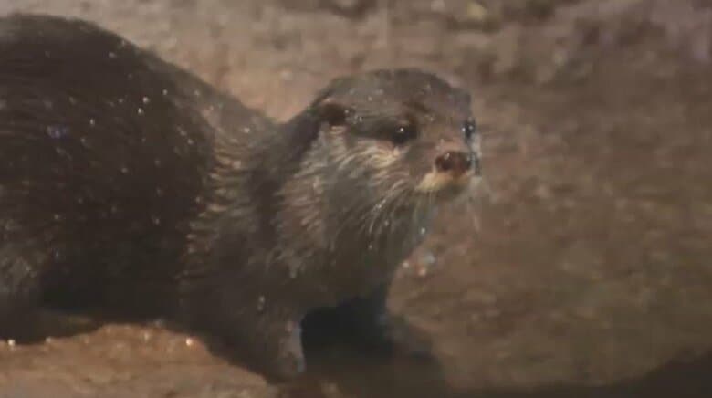 「かわいいだけじゃダメなんです」　カワウソを知ってもらうイベント　絶滅危機も…ペット人気で密猟が課題　強烈なにおいの「ふん」も　福岡市動物園｜FNNプライムオンライン
