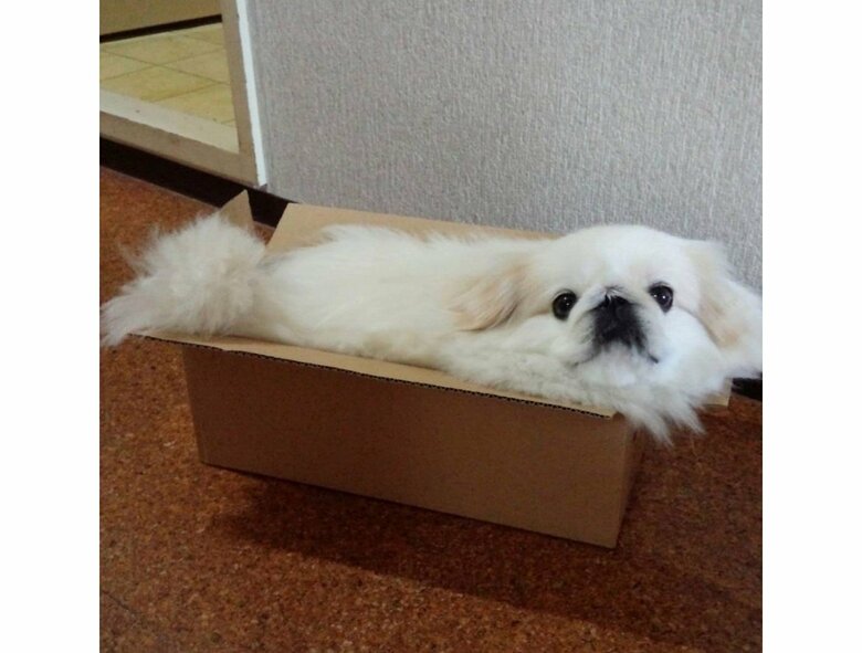 提供:うにたんさん