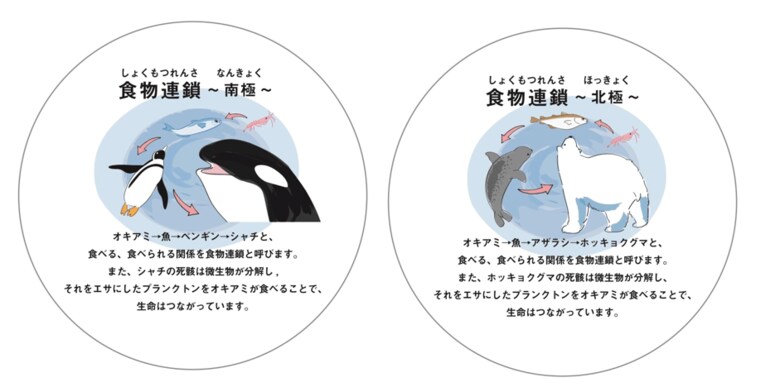 商品に付属する、さらに詳しい「食物連鎖」の解説