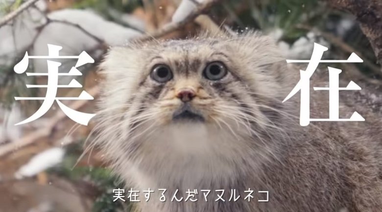 出典:那須どうぶつ王国公式YouTube