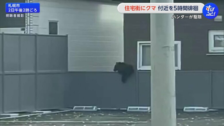 札幌市南区の住宅街に、2日午前11時半ごろから体長70cmほどの子グマ1頭が出没