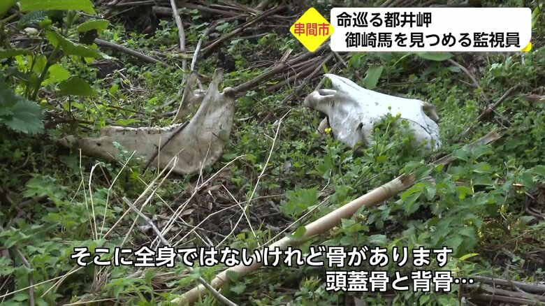 雄の御崎馬の遺骨