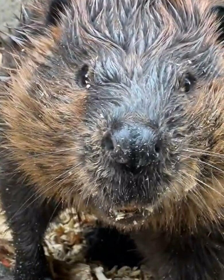 カメラ目線になるビーバー
