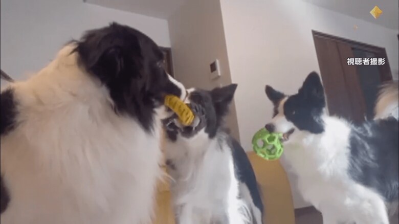 リングを取り合う2匹が動くと、同時に頭を振るワンちゃん①