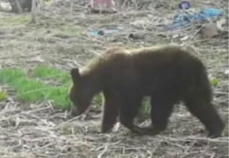 駆除されたクマ（提供　札幌市）