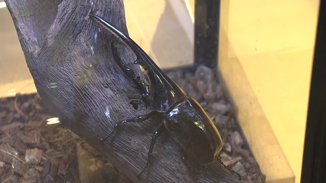 カブトムシとのふれあいも　新施設もオープン予定