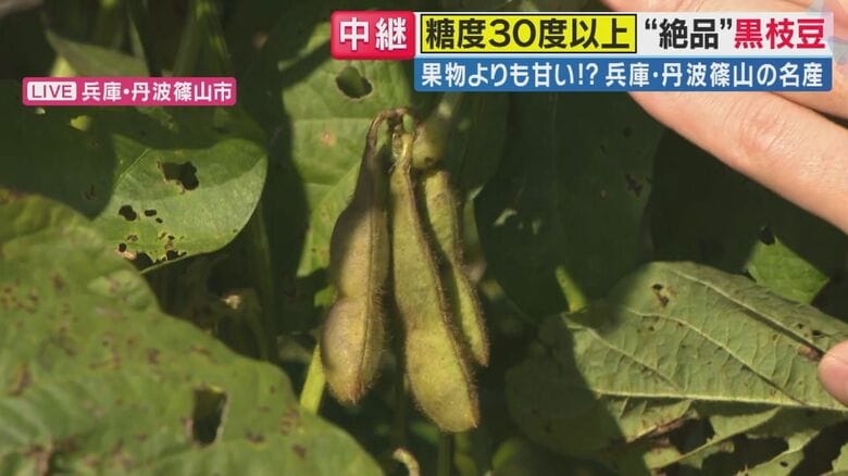 「黒枝豆」（関西テレビ「旬感LIVEとれたてっ！」より）