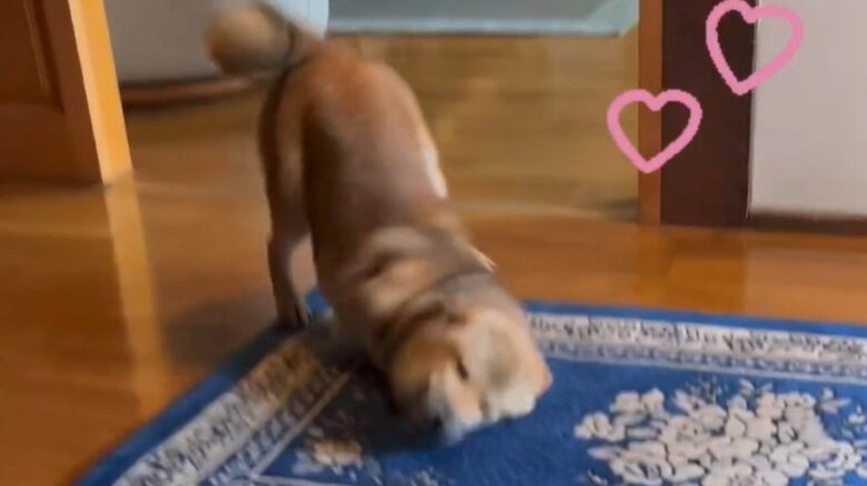 飼い主さんの帰宅を出迎えてくれる