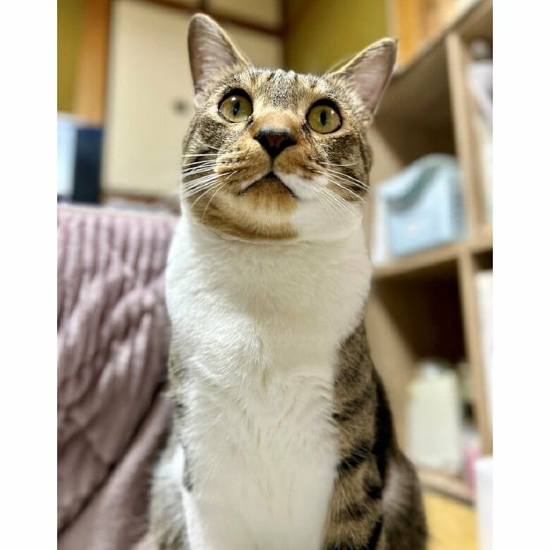 遊びのお誘いで見つめる