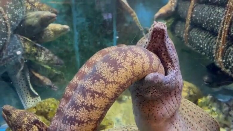 ウツボがウツボの口の中に入ろうとしている