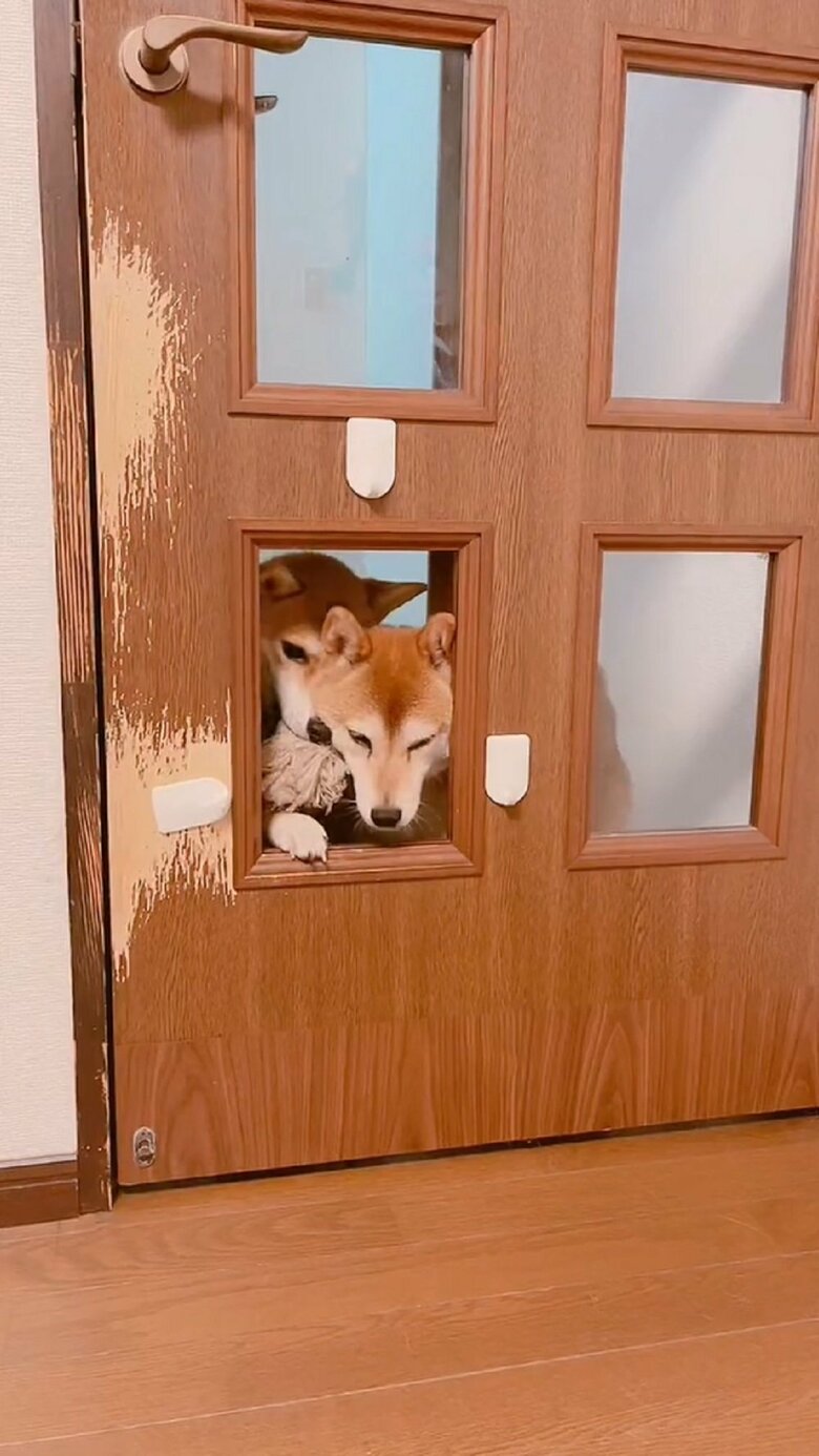 戸惑っているムックくんの元へミントちゃん再び登場