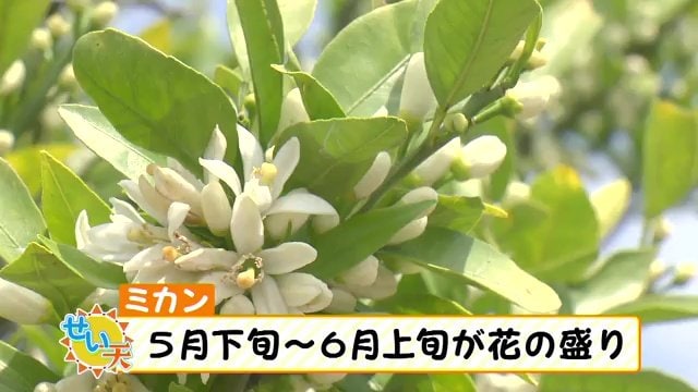 斎藤さんの畑のミカンの花