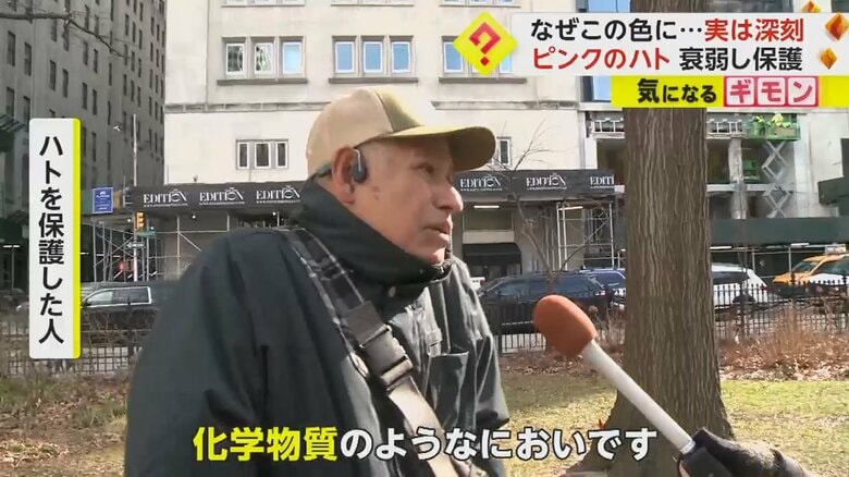 ハトを保護した人