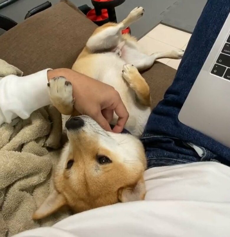 やんちゃで甘えん坊な、まめ助くん