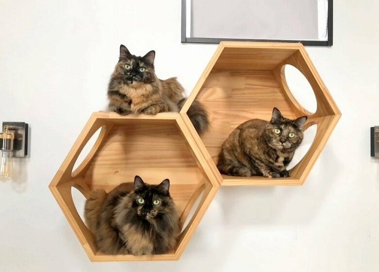 あんこちゃんの他にも2匹のサビ猫がいる（左上：のりちゃん、左下：わらびちゃん、右：ぼんちゃん）