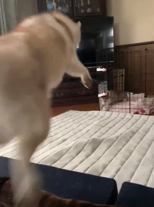 提供：ココとイチのままちゃん