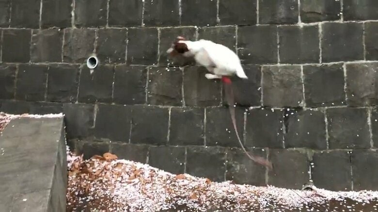 壁に向かってダッシュし、駆け上り…