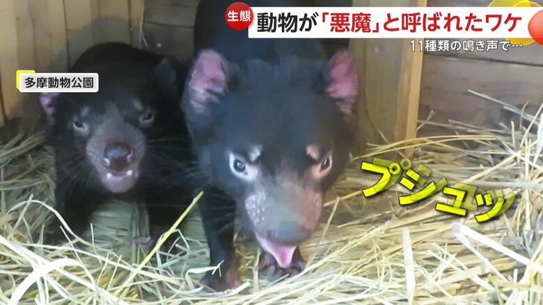 低いうなり声が特徴のタスマニアデビル