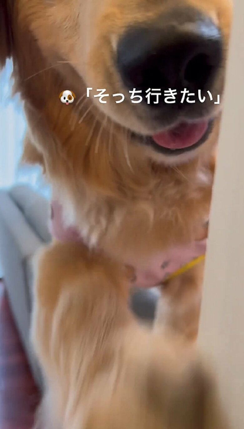 「そっち行きたい」と前足ちょいちょいでおろしてアピール