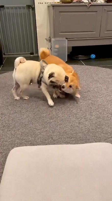 提供：柴犬はらみさん