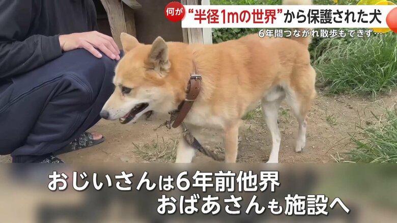 飼い主のおじいさんは6年前に他界し、おばあさんは施設に入所してしまっていたという