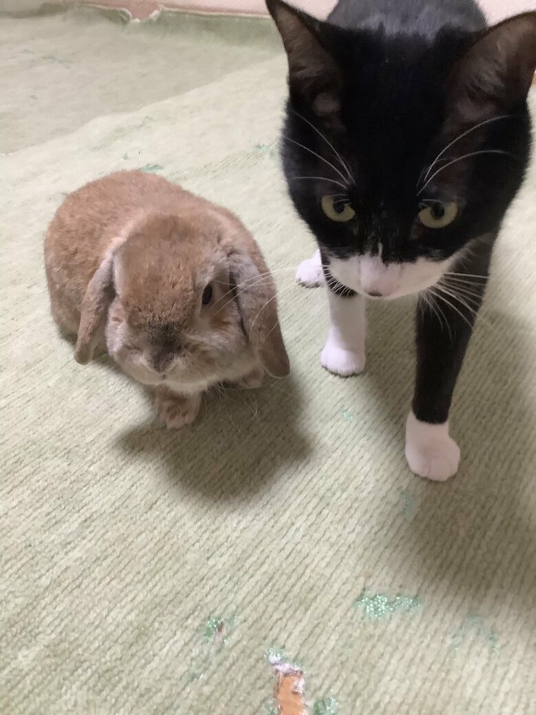 提供：ジェリクルさん
