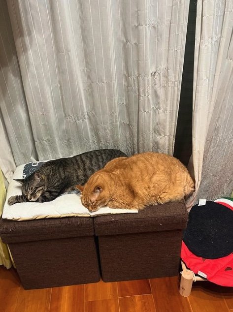 提供：すずつむふうさん