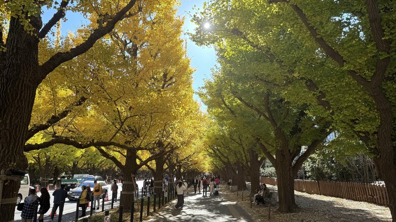 黄も鮮やかだが、黄緑がまた優しい色づきでオススメ ＜11/25（月）：筆者撮影＞