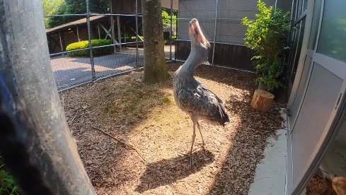 くちばしを打ち鳴らす「クラッタリング」をするフドウくん